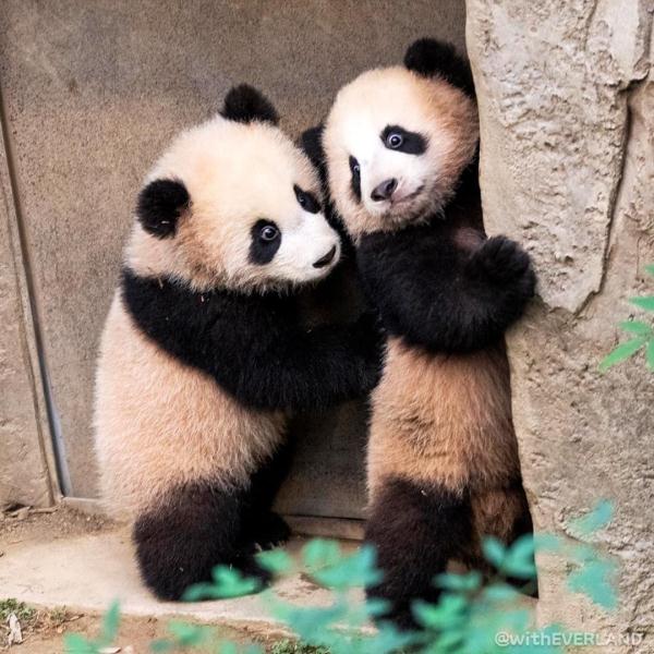 可可爱爱！爱宝的双胞胎宝宝公开亮相啦