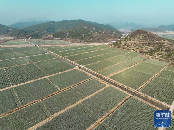 浙江宁海：西兰花丰收