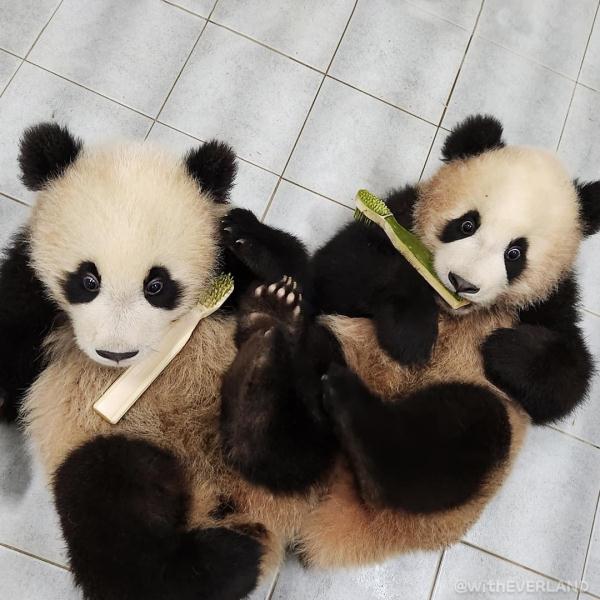 可可爱爱！爱宝的双胞胎宝宝公开亮相啦