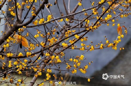 原来蜡梅和梅花不是一种花