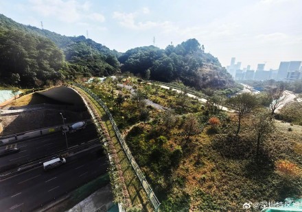 “两山串门”真方便！深圳修了一座给野生动物走的桥