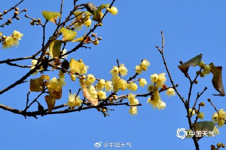 原来蜡梅和梅花不是一种花