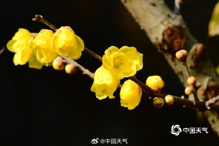 原来蜡梅和梅花不是一种花