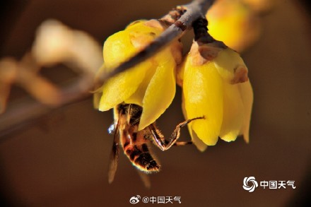 原来蜡梅和梅花不是一种花