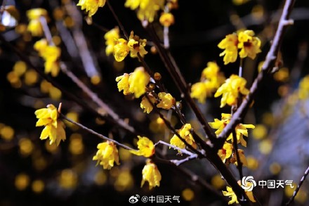 原来蜡梅和梅花不是一种花