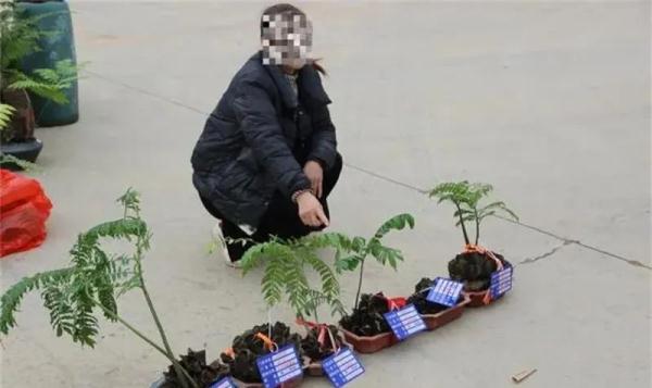 买卖这种蕨类盆栽，贵阳9人被处理