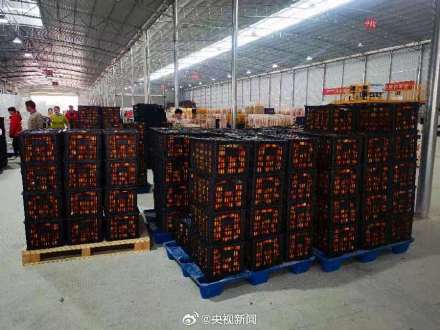 送给尔滨的189吨砂糖橘和沃柑出发了