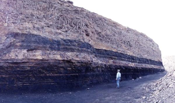 煤层下的“植物庞贝城”该如何保护? 煤层下的“植物庞贝城”该如何保护?