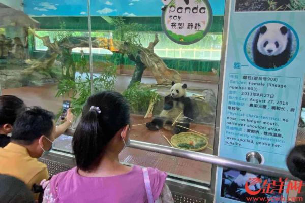 广州动物园熊猫馆将扩建，有熊猫新成员加入？