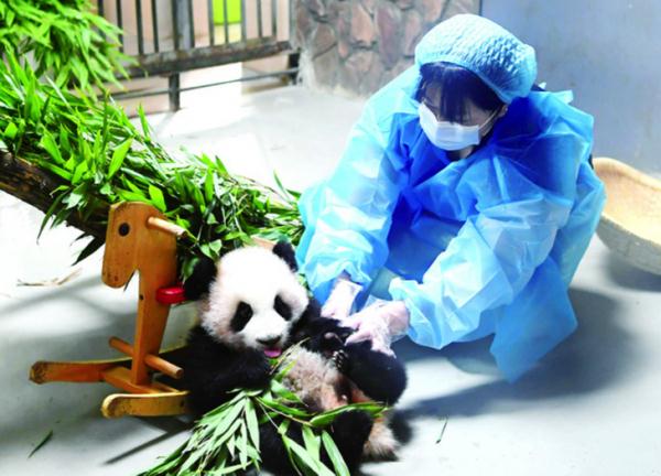 漂洋过海只为爱,日本女孩和大熊猫的双向奔赴 漂洋过海只为爱,日本女孩和大熊猫的双向奔赴