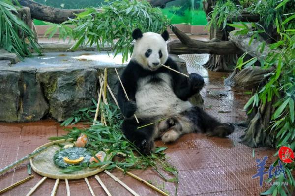 会有熊猫新成员加入吗？广州动物园回应→