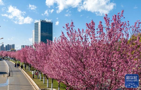 昆明：冬樱烂漫