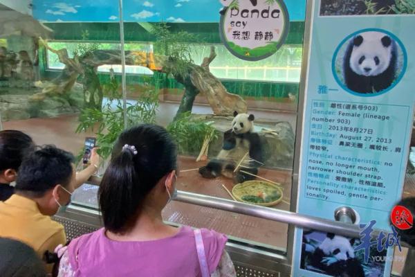 会有熊猫新成员加入吗？广州动物园回应→