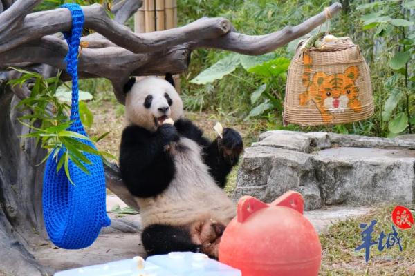 会有熊猫新成员加入吗？广州动物园回应→