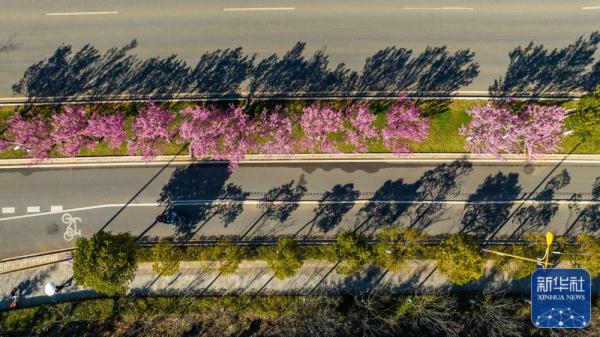 昆明：冬樱烂漫