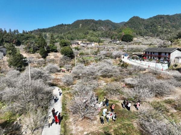 福建永泰：梅花飘香迎客来