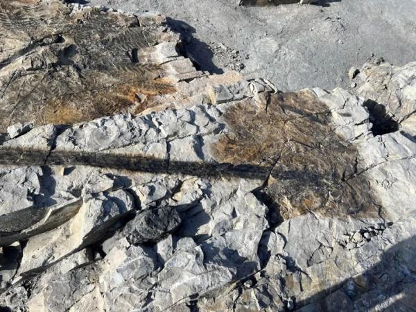 煤层下的“植物庞贝城”该如何保护? 煤层下的“植物庞贝城”该如何保护?