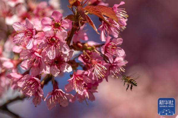 昆明：冬樱烂漫