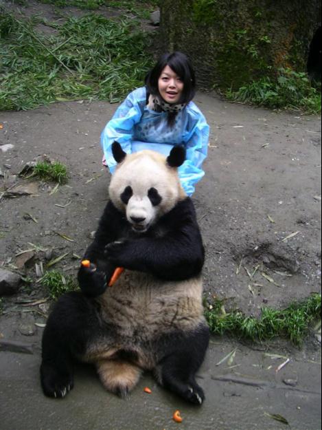 漂洋过海只为爱,日本女孩和大熊猫的双向奔赴 漂洋过海只为爱,日本女孩和大熊猫的双向奔赴