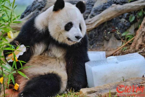 广州动物园熊猫馆将扩建，有熊猫新成员加入？