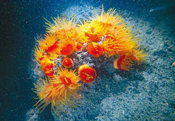 维港水下竟发现了这样的神奇生物→ 维港水下竟发现了这样的神奇生物→