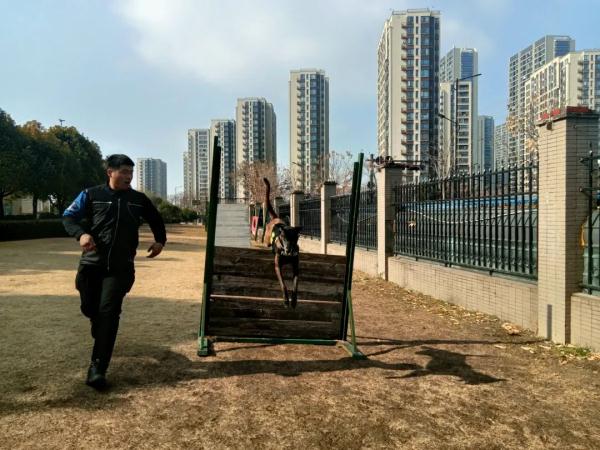 一“站”成名！跨年夜，警犬站立乘地铁引围观