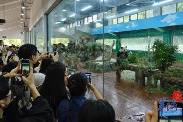 会有熊猫新成员加入吗？广州动物园回应→