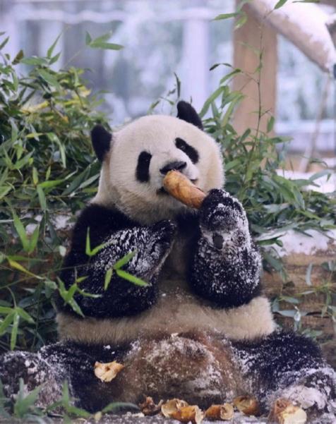 漂洋过海只为爱,日本女孩和大熊猫的双向奔赴 漂洋过海只为爱,日本女孩和大熊猫的双向奔赴