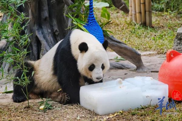 会有熊猫新成员加入吗？广州动物园回应→