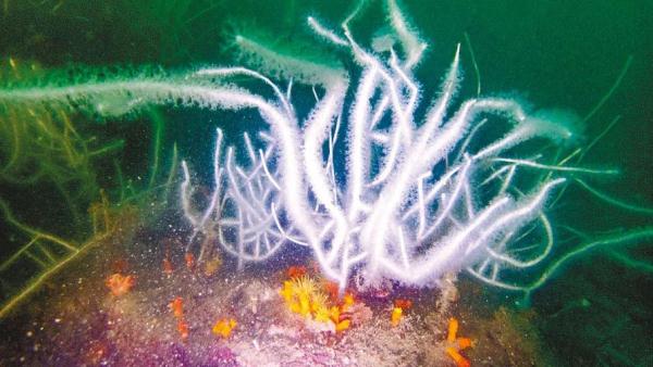 维港水下竟发现了这样的神奇生物→ 维港水下竟发现了这样的神奇生物→