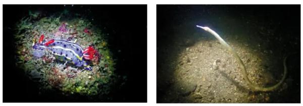 维港水下竟发现了这样的神奇生物→ 维港水下竟发现了这样的神奇生物→