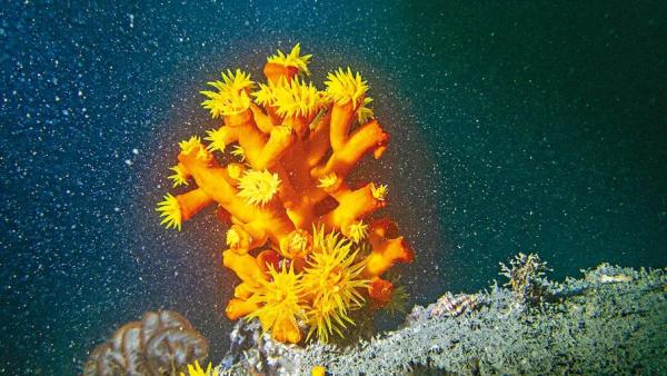 维港水下竟发现了这样的神奇生物→ 维港水下竟发现了这样的神奇生物→