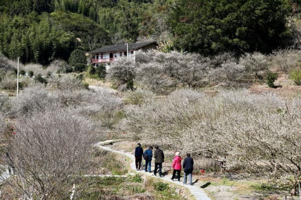 福建永泰：梅花飘香迎客来
