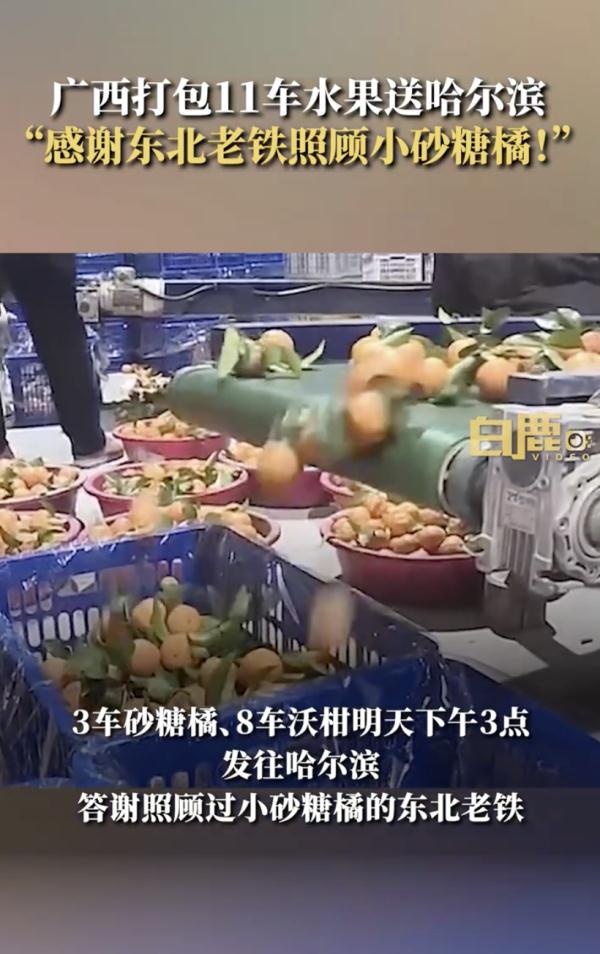 东北老铁有好果子吃了！“小砂糖橘”的老家出手了......