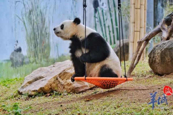 会有熊猫新成员加入吗？广州动物园回应→