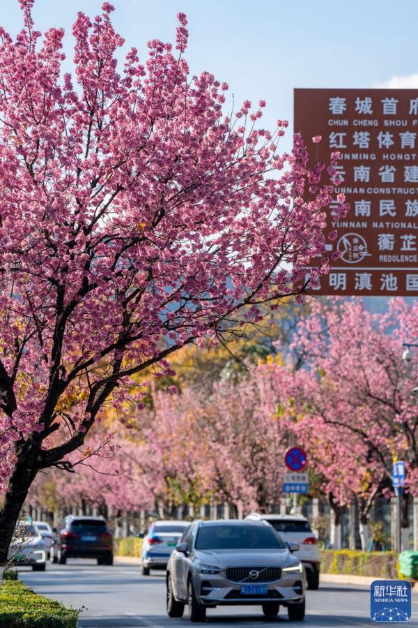 昆明：冬樱烂漫
