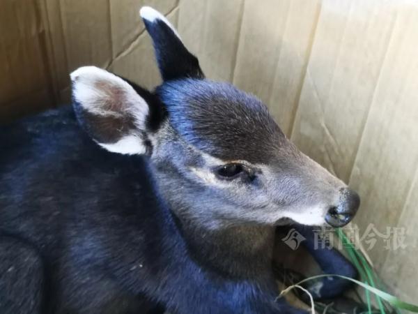 新记录种！柳州女子半路车坏，竟让她发现罕见萌物