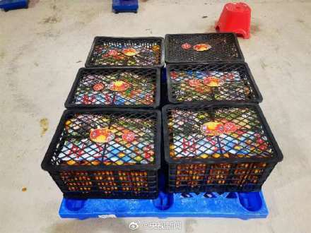 送给尔滨的189吨砂糖橘和沃柑出发了