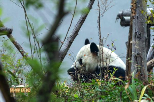 漂洋过海只为爱,日本女孩和大熊猫的双向奔赴 漂洋过海只为爱,日本女孩和大熊猫的双向奔赴