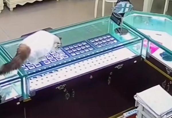 珠宝店的钻石“不翼而飞”，一查监控竟是被猫吃了……