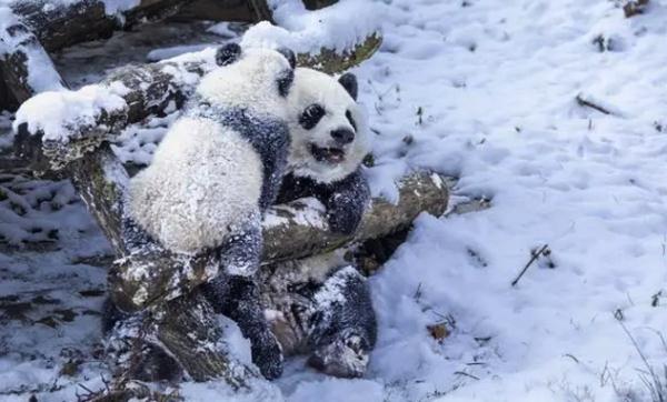漂洋过海只为爱,日本女孩和大熊猫的双向奔赴 漂洋过海只为爱,日本女孩和大熊猫的双向奔赴