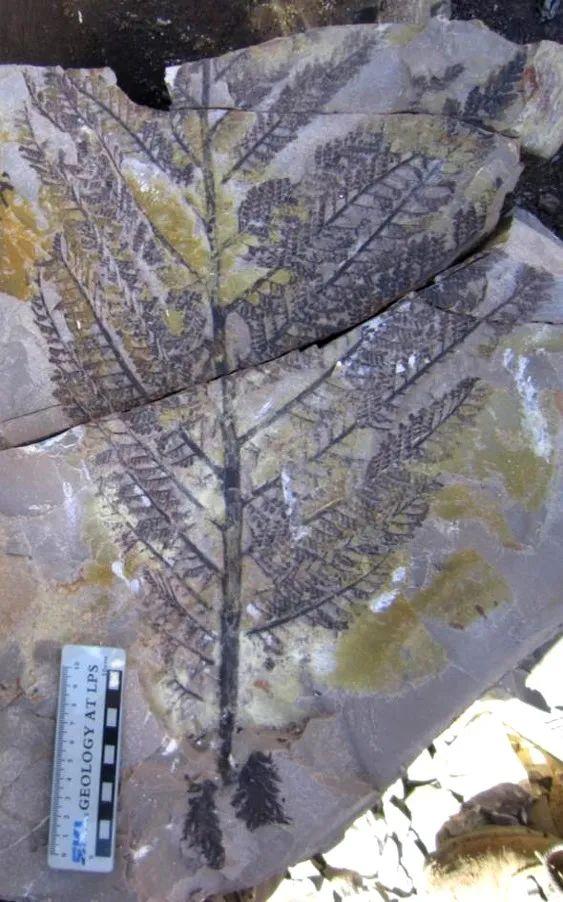 煤层下的“植物庞贝城”该如何保护? 煤层下的“植物庞贝城”该如何保护?