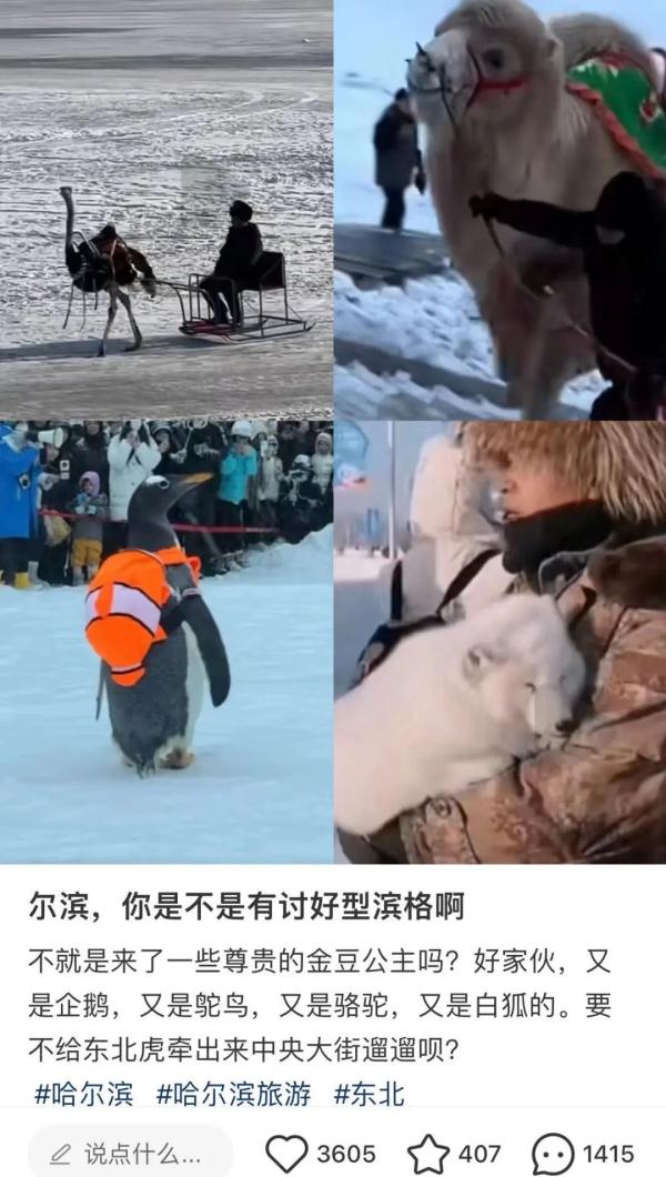 哈尔滨与全国人民的这场双向奔赴，核心密码是“真诚”！