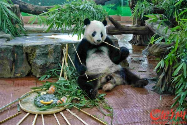广州动物园熊猫馆将扩建，有熊猫新成员加入？