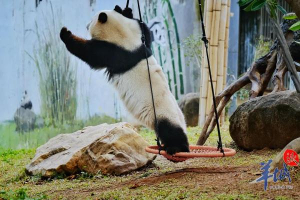 会有熊猫新成员加入吗？广州动物园回应→