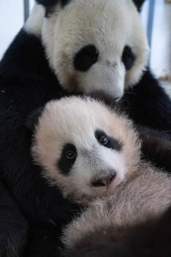 定了，它叫“喀秋莎”