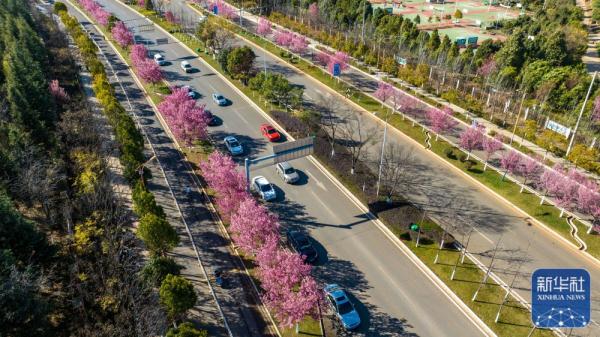 昆明：冬樱烂漫