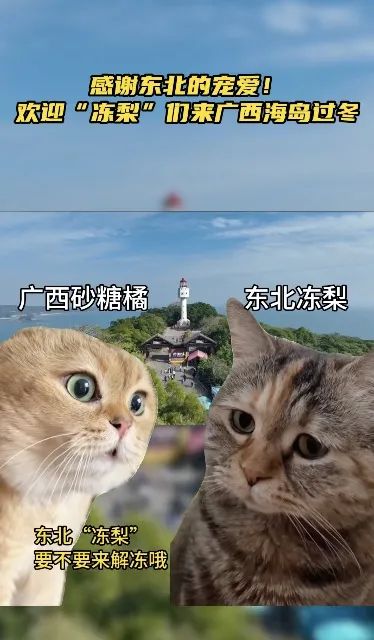 “小砂糖橘”的老家回礼东北老铁!沈阳文旅局局长喊话:路过沈阳看一看! “小砂糖橘”的老家回礼东北老铁!沈阳文旅局局长喊话:路过沈阳看一看!