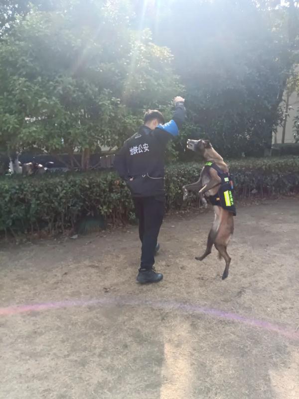 一“站”成名！跨年夜，警犬站立乘地铁引围观
