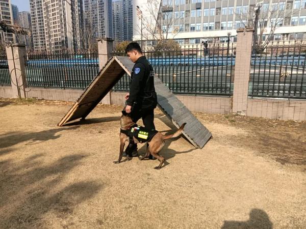 一“站”成名！跨年夜，警犬站立乘地铁引围观